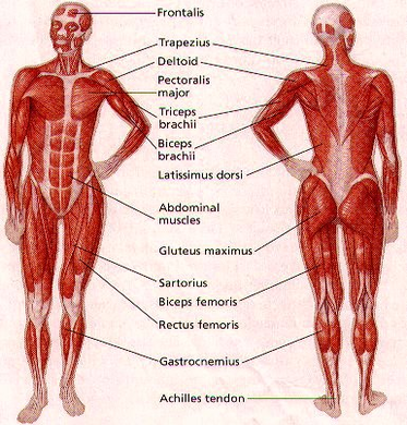 human body muscle diagram