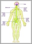 human body nerves