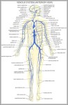 human body nervous system diagram 744x1195