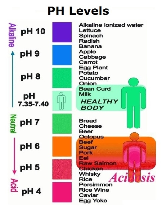 Human Body Ph Level Scale 7076