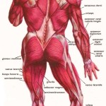 human body structure