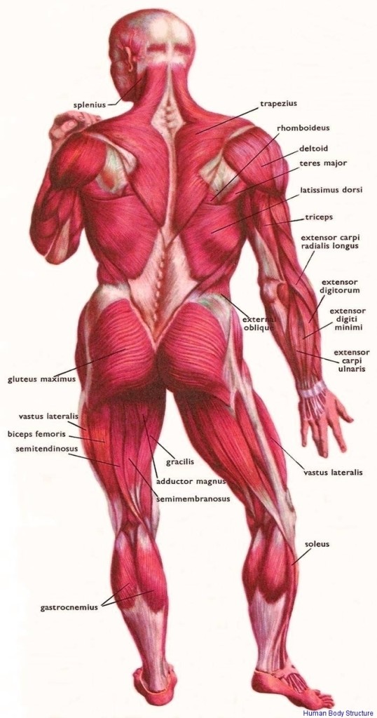 human body structure