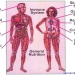 human body systems