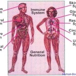 human body systems1