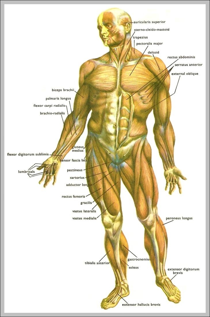human bodys