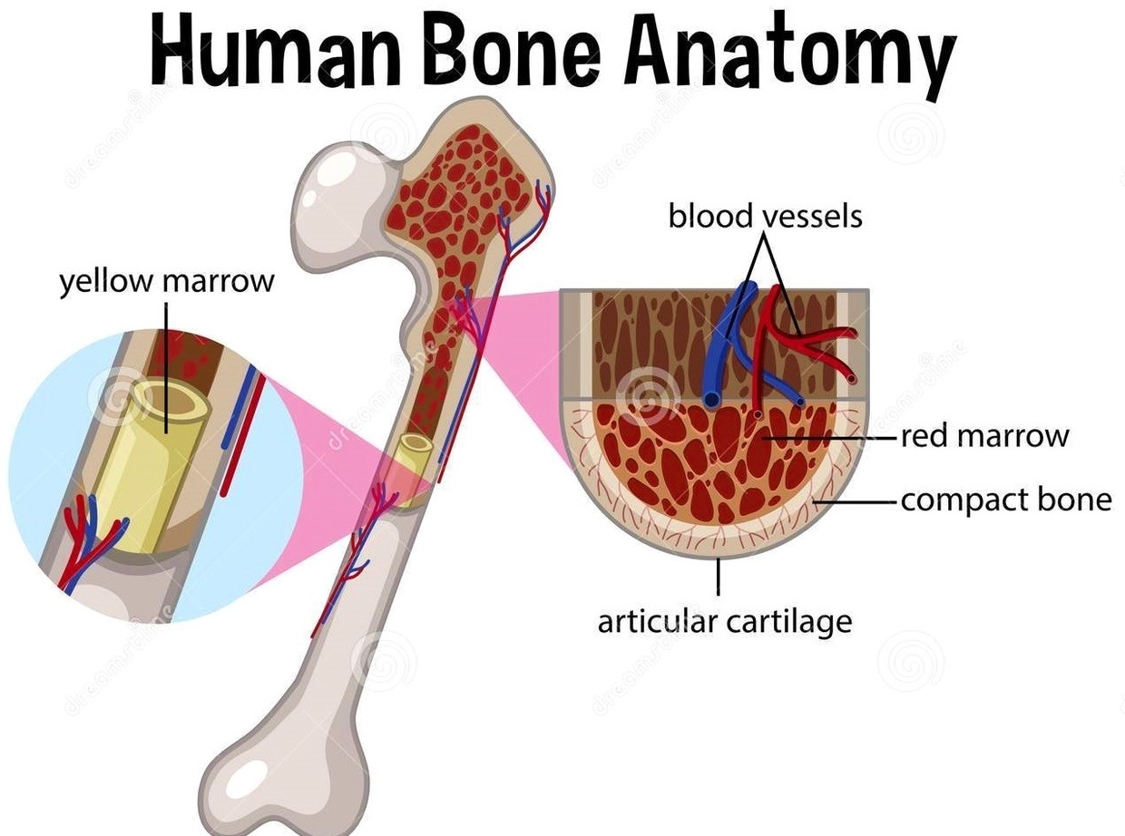 human bone anatomy diagram