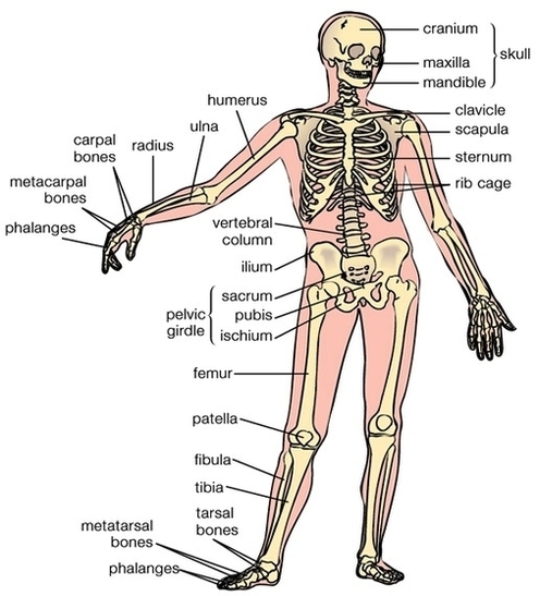 human bone anatomy