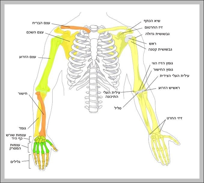 human bone diagram