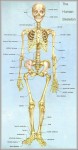 human bones diagram