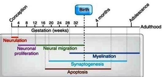 human brain development timeline