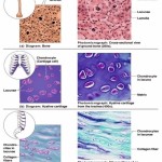 human cell