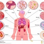 human cells