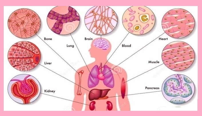 human cells