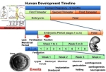 human development timeline