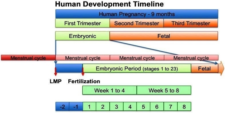 human development timeline graph