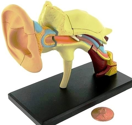 human ear anatomy model