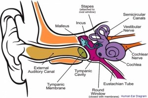 ear diagram | Anatomy System - Human Body Anatomy diagram and chart images