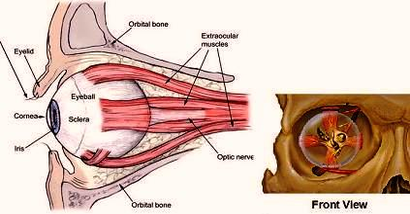 human eye anatomy orbit pic