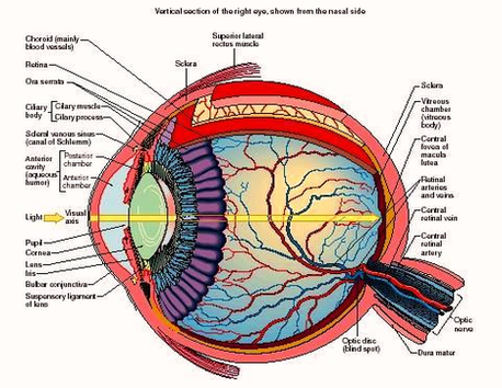human eye anatomy