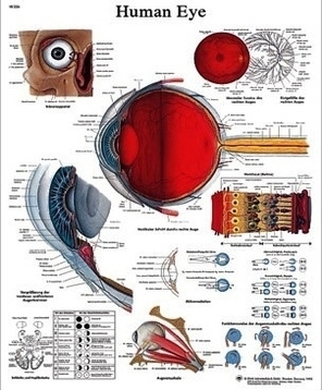 human eye chart figure