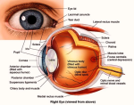 human eye diagram