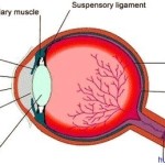 human eye diagram