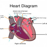 human heart