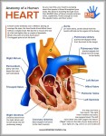 human heart anatomy for kids 744x991