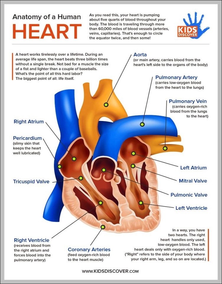 human heart anatomy for kids 744x991