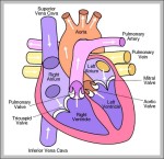 human heart parts