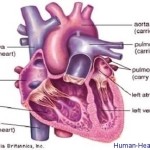 human heart right ventricle