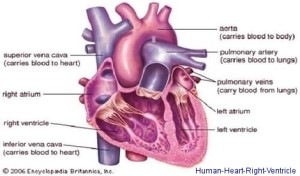 Human Heart Right Ventricle | Anatomy System - Human Body Anatomy ...