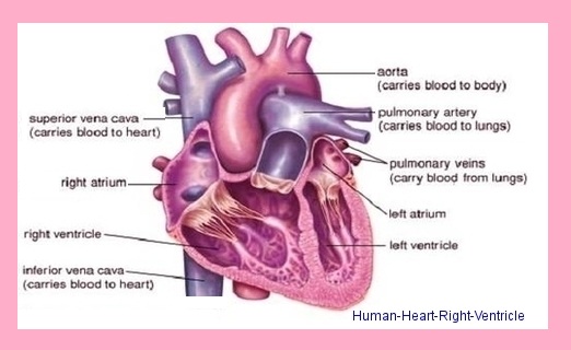 human heart right ventricle