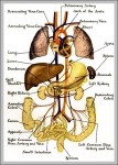 human internal organs location