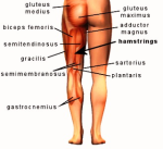 human leg anatomy diagram