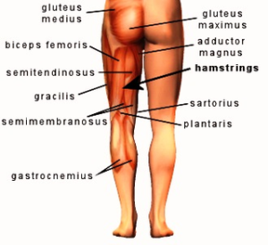 human skeleton anatomy – Anatomy System – Human Body Anatomy diagram ...