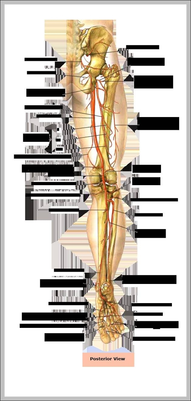 human leg bone anatomy