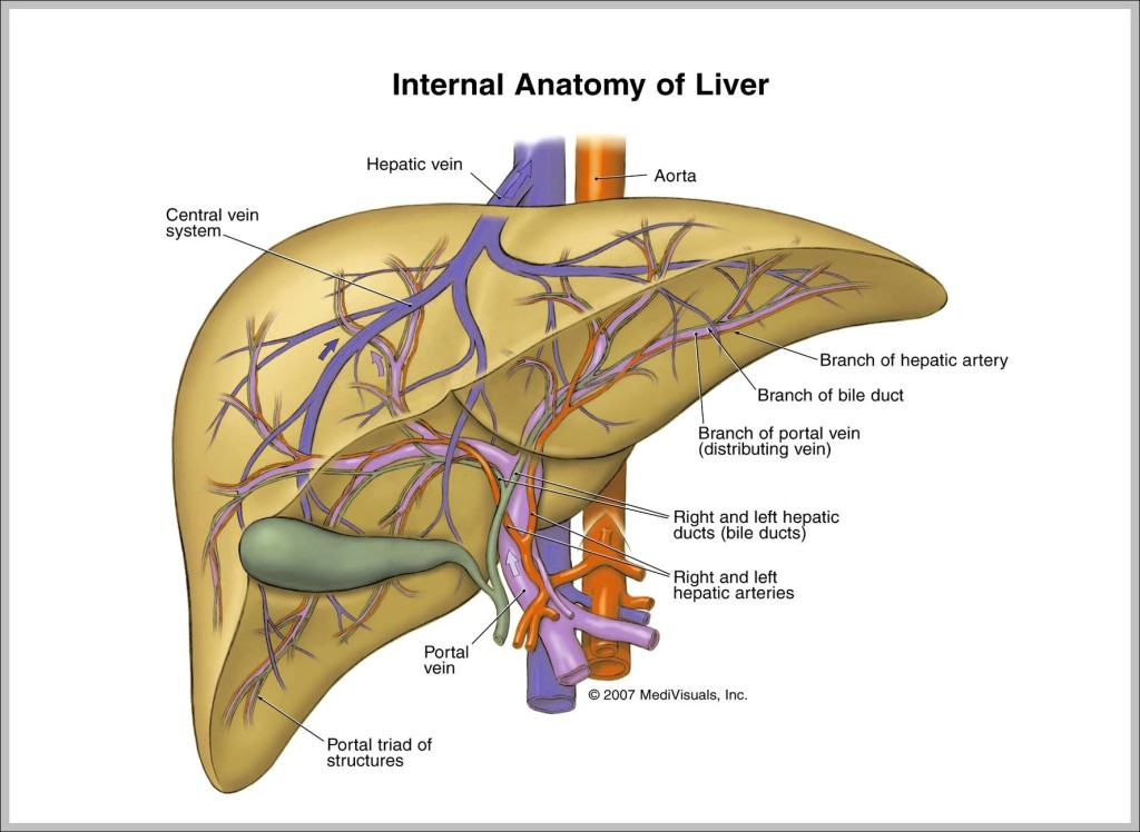 Human Liver Anatomy Anatomy System Human Body Anatomy Diagram And