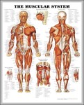 human male muscle anatomy