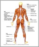 human muscle diagram