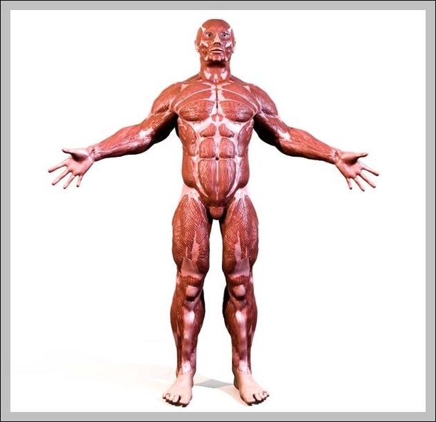 human muscle model