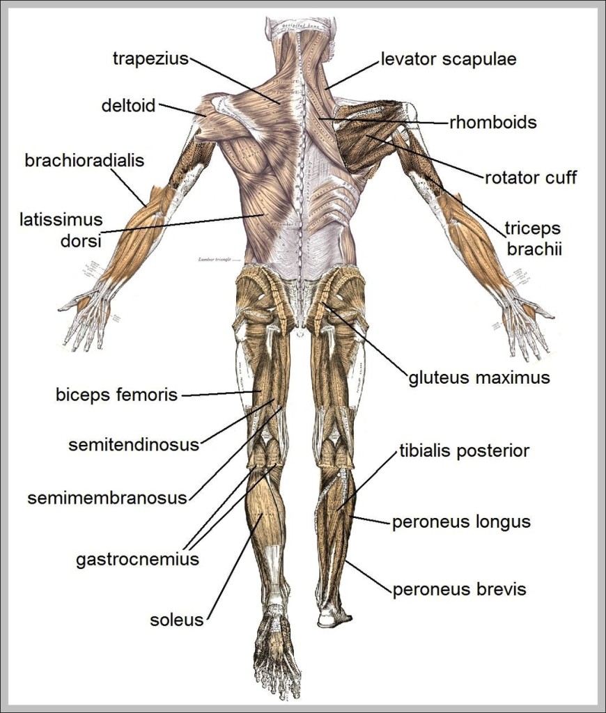 human muscle structure