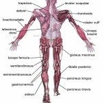 human muscles