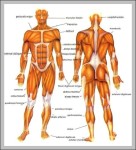 human muscles chart