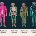 human organ systems