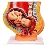human pregnant uterus