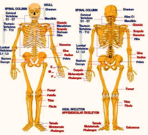 human skeleton explained | Anatomy System - Human Body Anatomy diagram