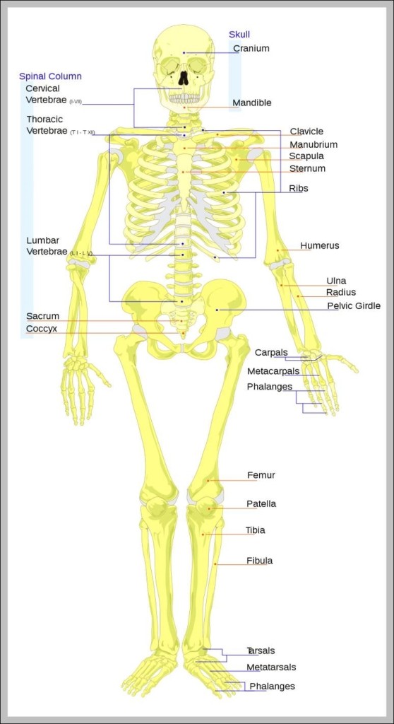 human skeleton anterior view 744×1436 | Anatomy System - Human Body