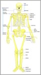 human skeleton anterior view 744x1436