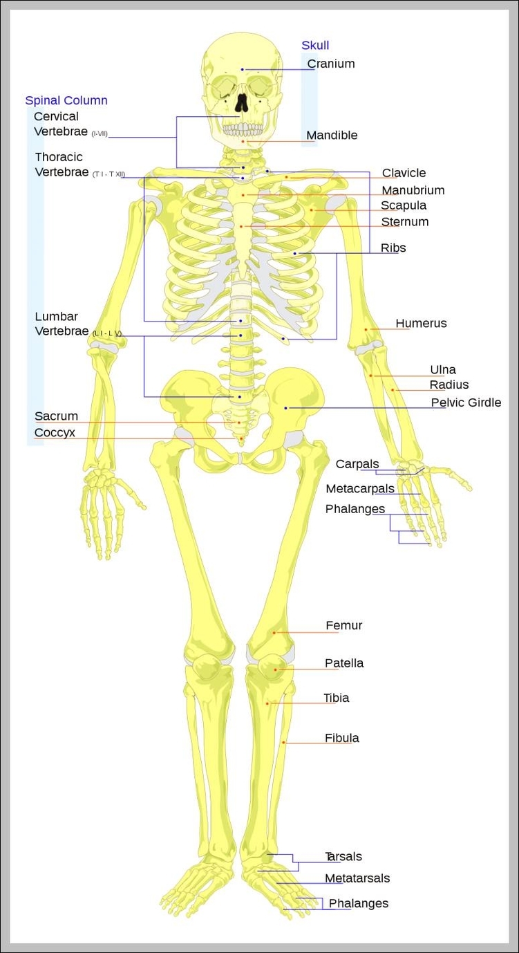 human skeleton anterior view 744x1436